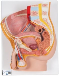 Simulador Pelvis masculina 2 partes 3B Smart Anatomy