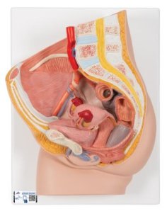 Simulador Pelvis femenina 2 partes 3B Smart Anatomy