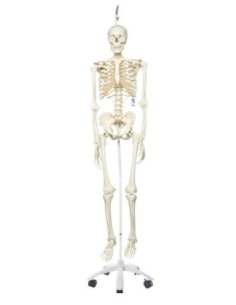 Esqueleto estándar Stan, colgante 3B Smart Anatomy