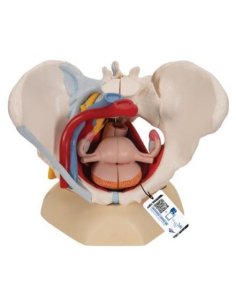 Simulador Pelvis femenina con ligamentos, vasos, nervios,...
