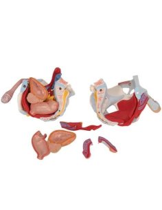 Simulador Pelvis masculina con ligamentos, vasos,... 2
