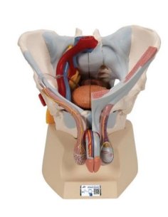 Simulador Pelvis masculina con ligamentos, vasos,...