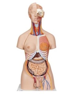 Super-torso de doble sexo con espalda abierta, 28 partes...